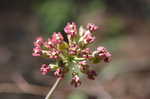 Clasping milkweed